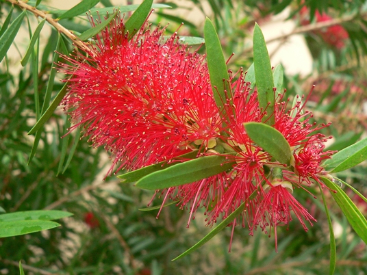 {Melaleuca citrina}